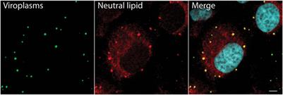 Rotavirus-Induced Lipid Droplet Biogenesis Is Critical for Virus Replication